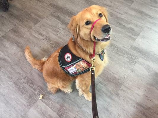 Cricket the wonder dog loves her friends at the voss road animal clinic!