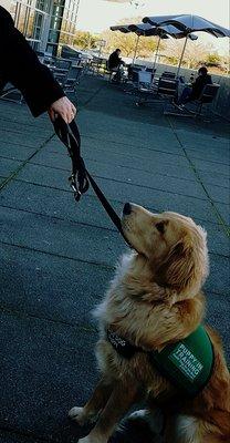 Dog in training  (Guide Dog for the Blind)