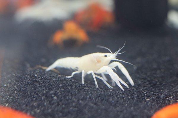 Albino Lobster