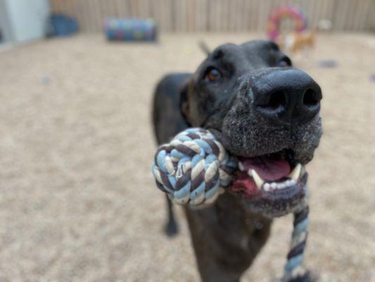 Firehouse Pet Resort- Round Rock