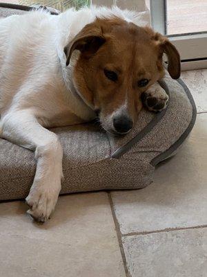 Mylo is 65 pounds and mostly white~ he glows in every after a session with Rachel!