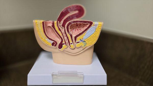 female pelvic anatomy model