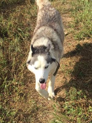 Dog that works In the orchard. Very friendly.