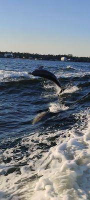 2 dolphins pictured here surfing between two boats