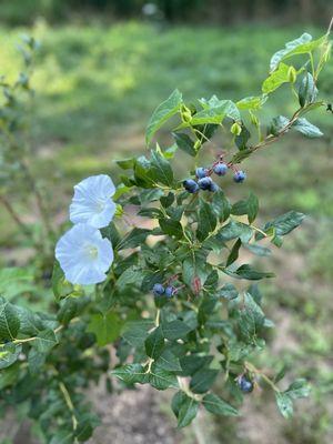 Blueberries