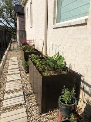 Dr Eversull's vegetable garden