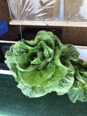 BEAUTIFUL Romain lettuce!