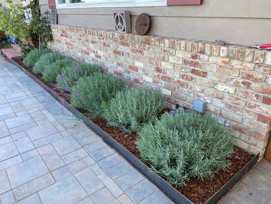 Lavender in custom welded planter boxes.