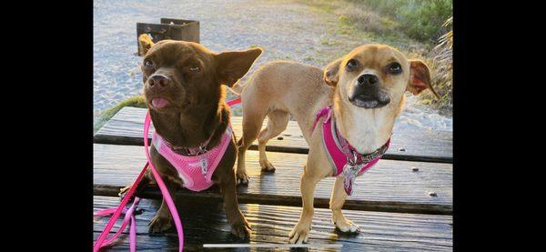 JazBen and Cora relaxing at the beach all healed up.