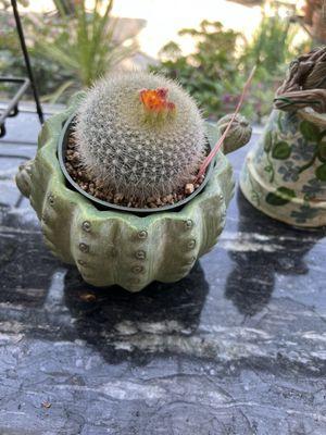 This barrel cactus was only $10. I was looking for one to put in this cute pot I bought in La Quinta.