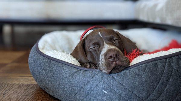 This is our mascot Hazlo the GSP