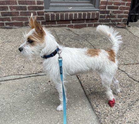 Peanut with her signature red boot.