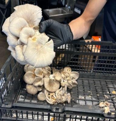 Look at those mushrooms!!