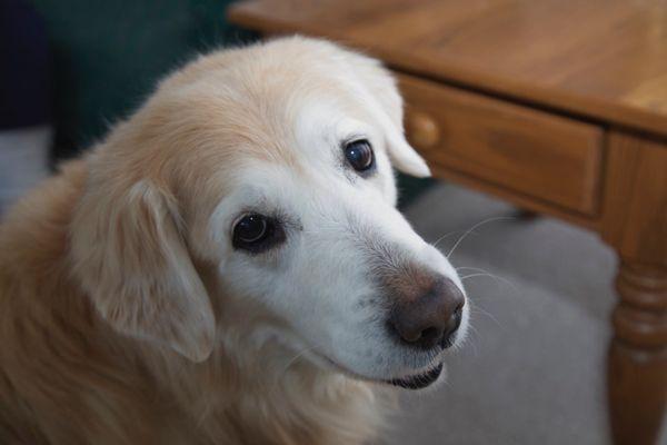 Yankee Golden Retriever Rescue Inc