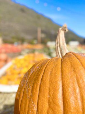 Earthbound Farm Organic Farm Stand & Café