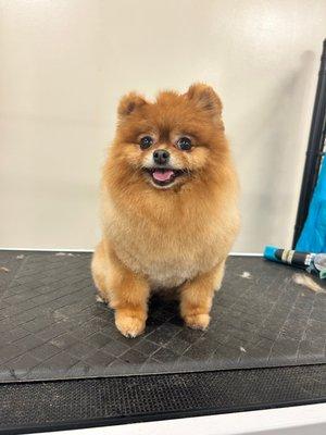 Cute little Pom