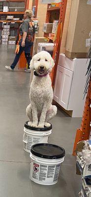 Goldie the Goldendoodle at Sot Means Sit class