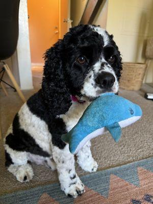 Summer buzz cut for cocker spaniel