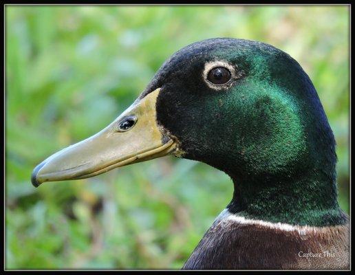 Male Mallard Duck portrait seen at John Taylor park. Photography by "Capture_This"