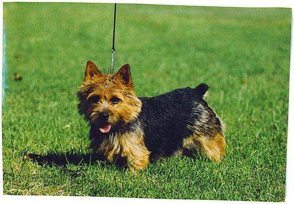 Norwich terrier