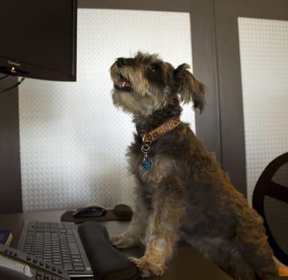 Don't let you computer go to the dogs, Let us tune you up!