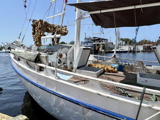 The Greek sponge divers catch drying