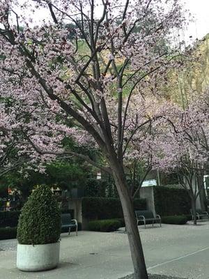 Plum blossom trees in full bloom in the early spring