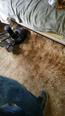 Steam cleaning carpets