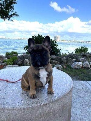 Puppy at the park