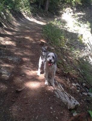 Exploring on group hikes with Merry Pets is fun for dogs of all sizes and ages!