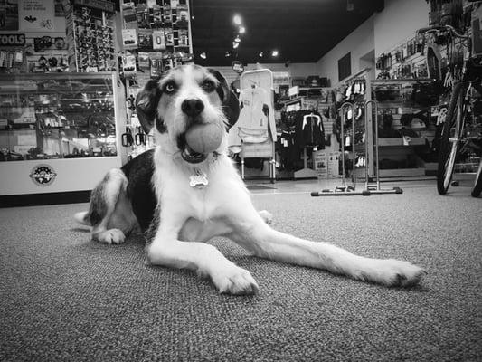 Buy an awesome bike from a great staff and a cool dog!