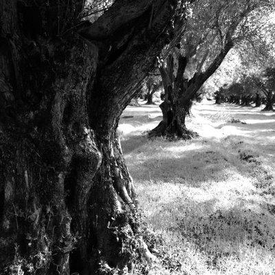 125 year old Mission Olive Trees