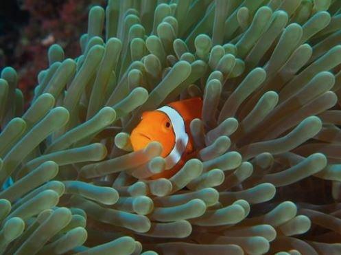 False Clownfish