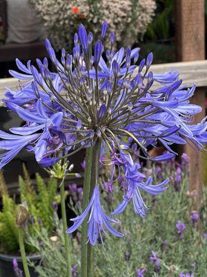 Agapanthus (Lily of the Nile)  Lavender