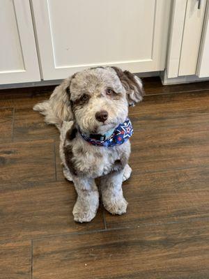 Here's little Gus after a grooming.