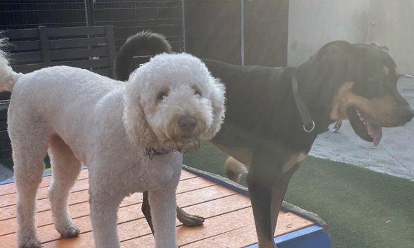 Playful Pet daycare fun!