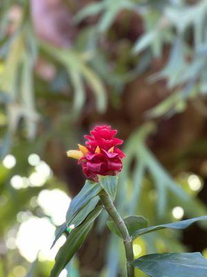 Garfield Park Conservatory and Sunken Gardens