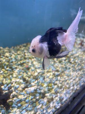 Panda gold fish