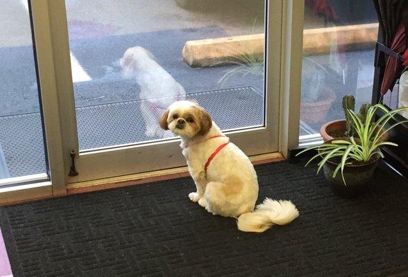 They sometimes have cute dogs in the store!