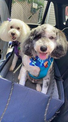 My pups looking great after their haircut