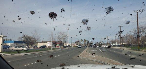 The birds at work poo'ed all over my car