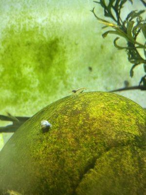 Glass shrimp in a fish tank display