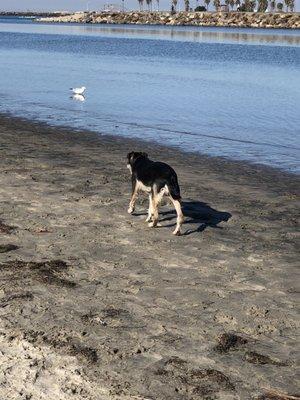 Who's Walking Who? Dog Training