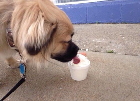 Ronin enjoying his delicious treat.