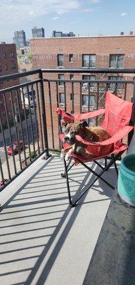 My dog enjoying the city views from the 7th floor balcony.