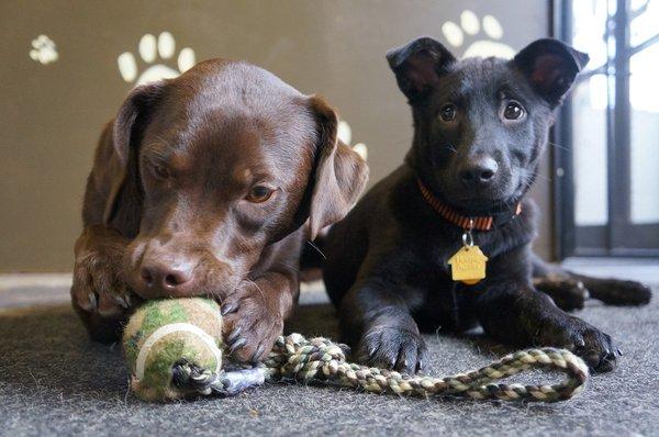 Paws & Relax Doggy Daycare