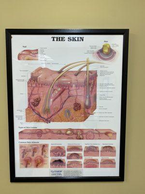 Skin chart