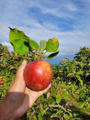 Bushy Hill Orchard