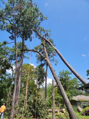 Few trees linings, after the hurricane on Houston tx