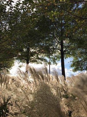 Flag thru the trees, it's there, promise